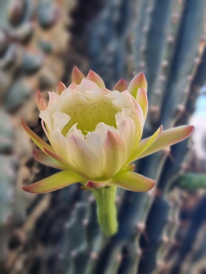 Cactus - Blooming Garden Apartments Kalamata Exterior foto